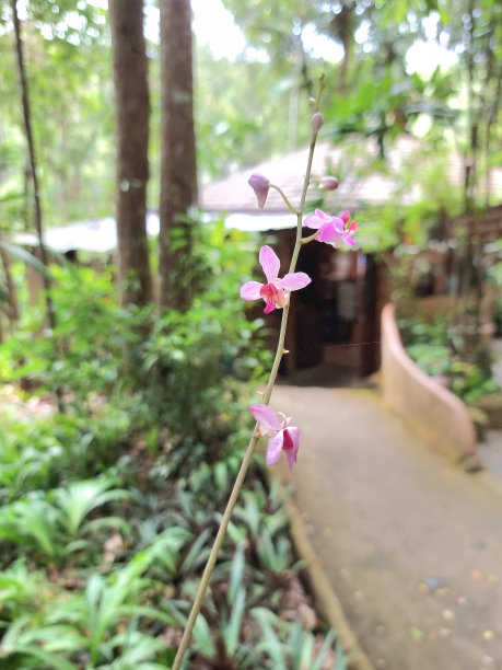 热带森林中的花朵，泰国