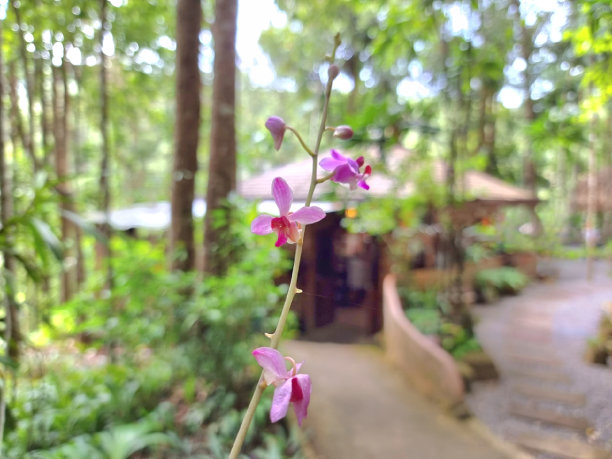 热带森林中的花朵，泰国
