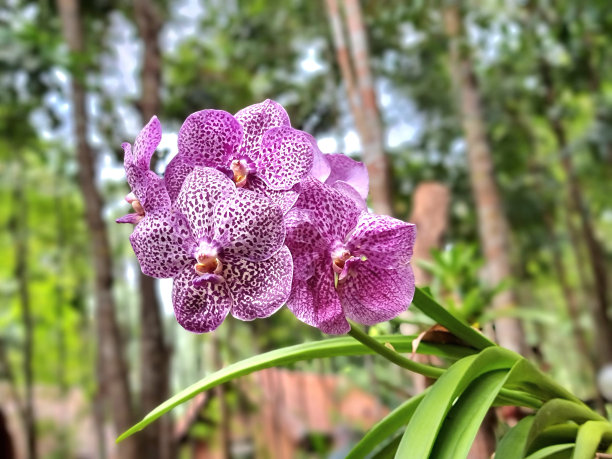 热带森林中的花朵，泰国