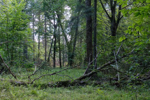 clearing