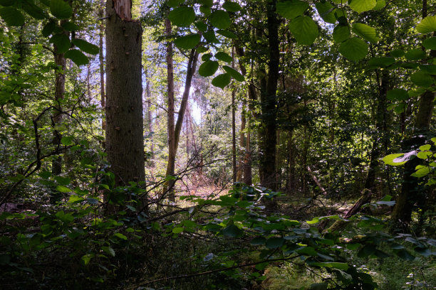 clearing