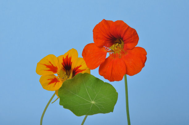 nasturtium