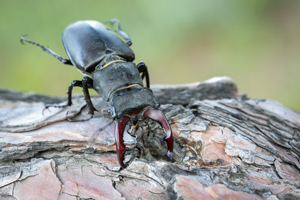 lucanus