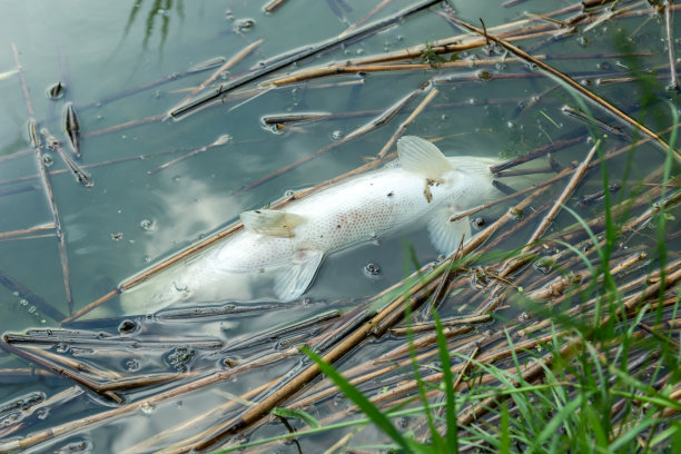 水边死鱼