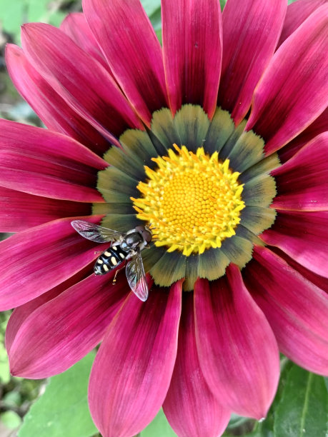 gazania