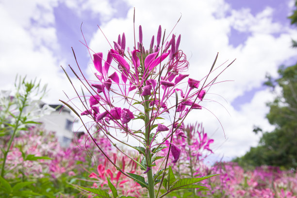 cleome