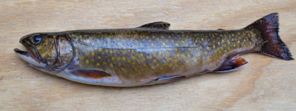 salvelinus