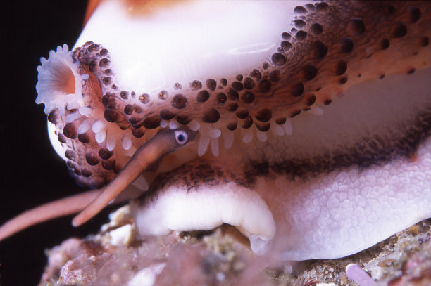 mollusk