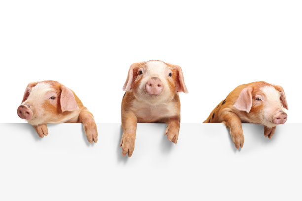 pig