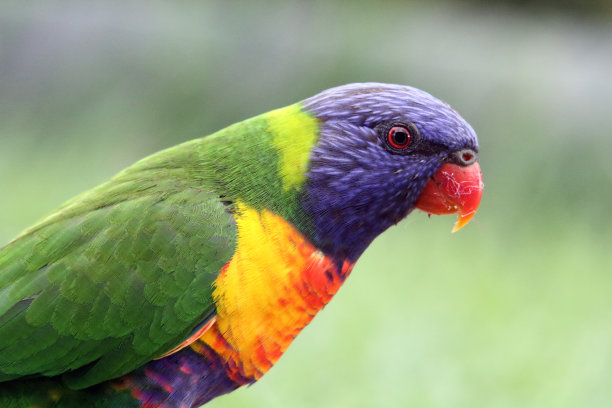 lorikeets
