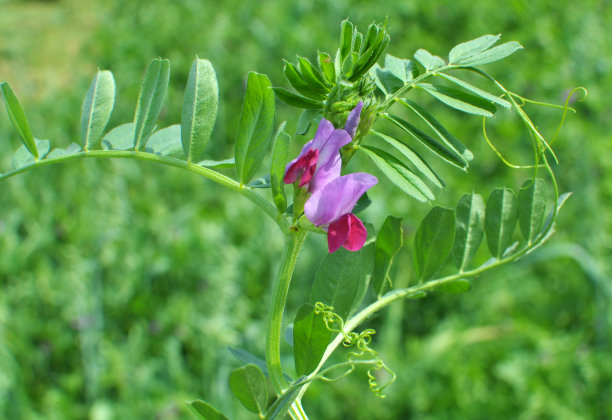 legume