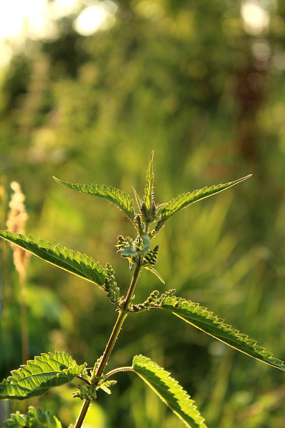 nettles