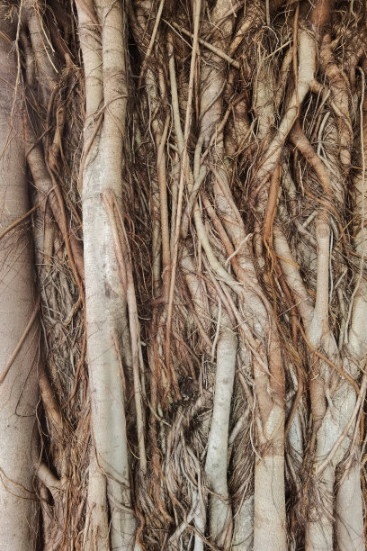 banyan