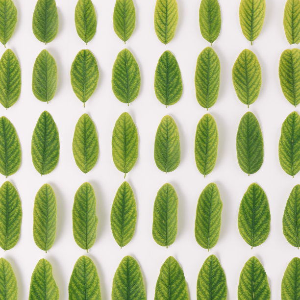 清新绿色方块背景图案