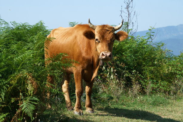 肉肉强食