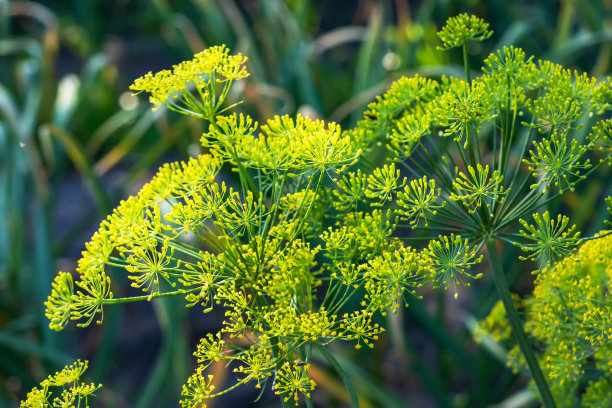 fennel