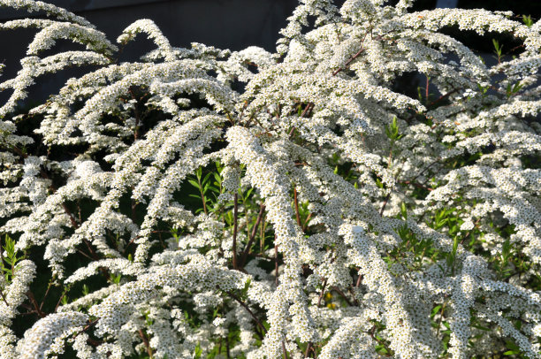 filipendula
