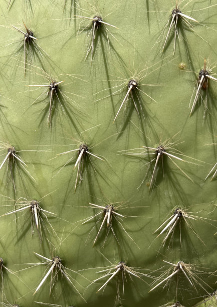 saguaro