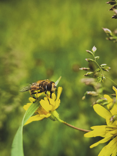 pollination