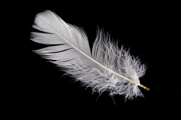 plumage