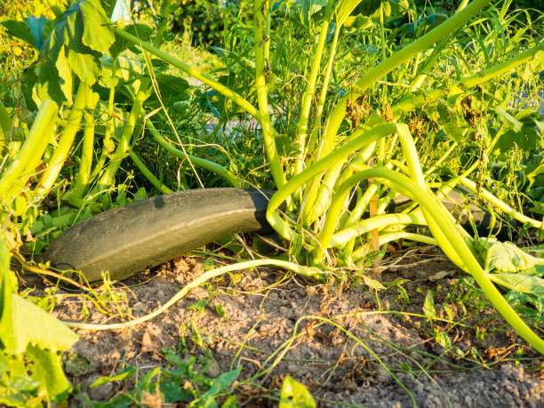 courgette