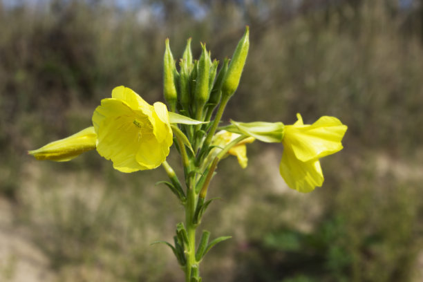 epilobium