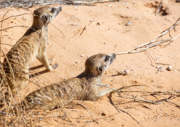 mongoose