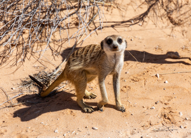 mongoose