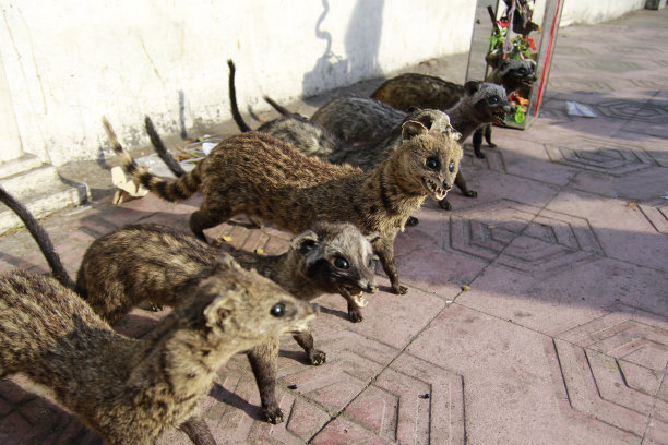 civet