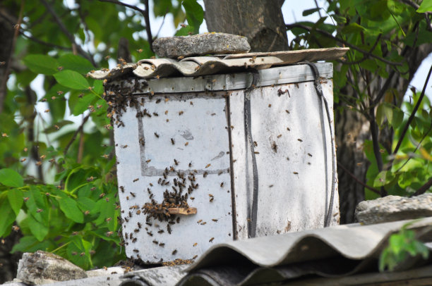 Beekeeper,养蜂,蜜蜂