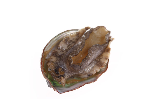 abalone