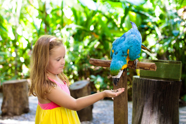 macaw