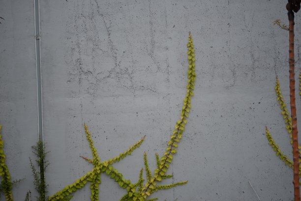 藤蔓植物墙