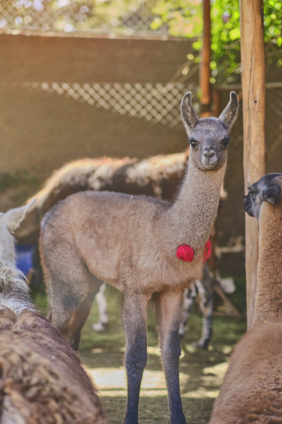 llama