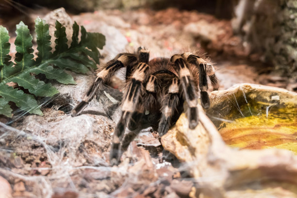 goliath