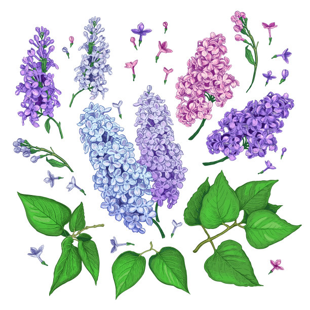 lilac