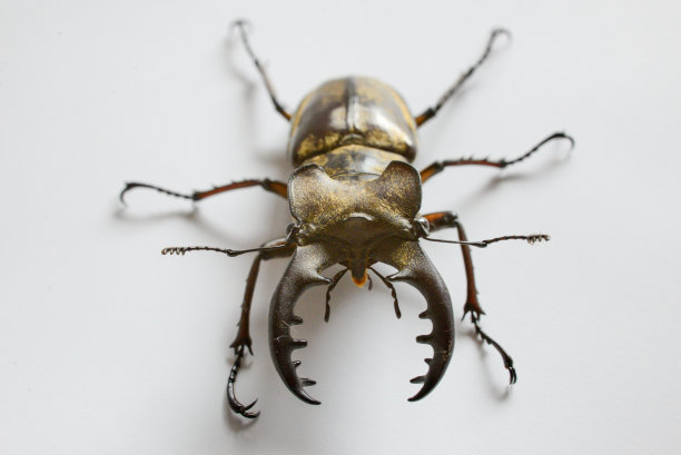 lucanus