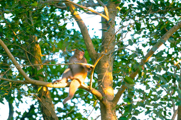 macaca