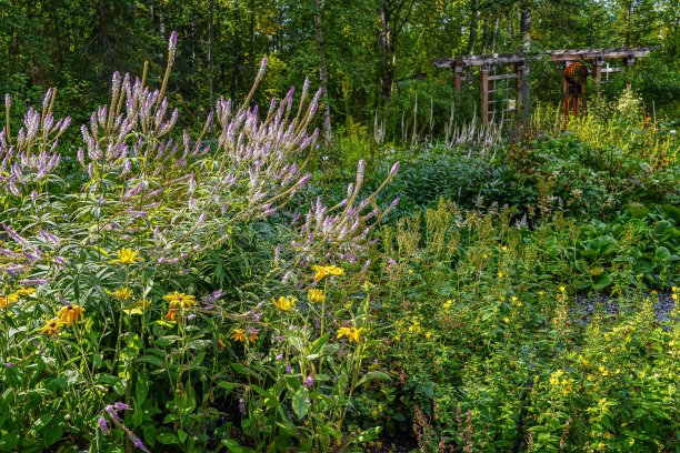 filipendula