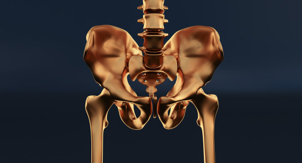 pelvis