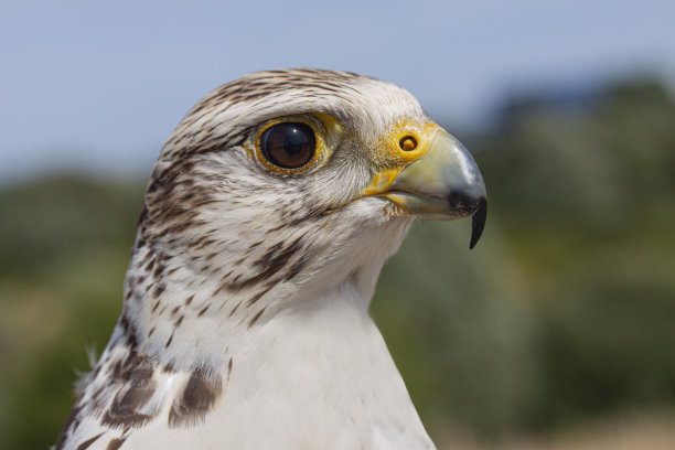 falcon