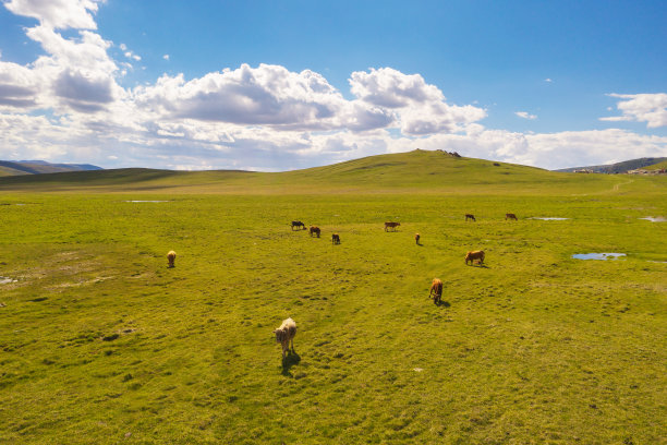 夏季草原湿地牛群