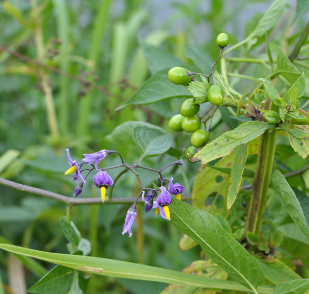 solanum