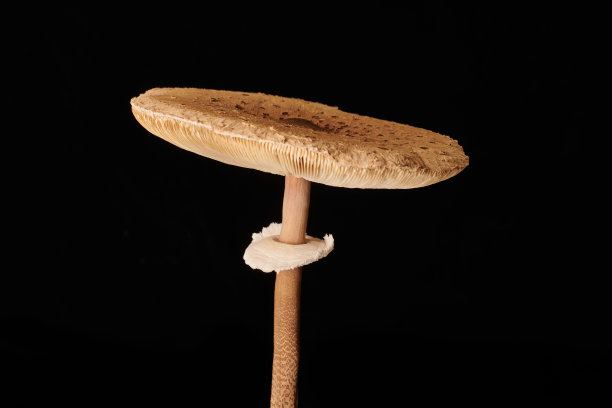 agaric