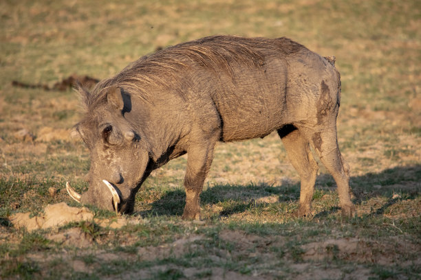 phacochoerus