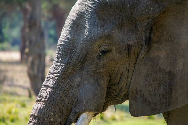 pachyderm