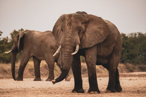 pachyderm