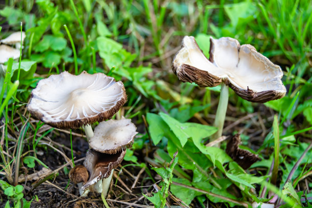 agaric