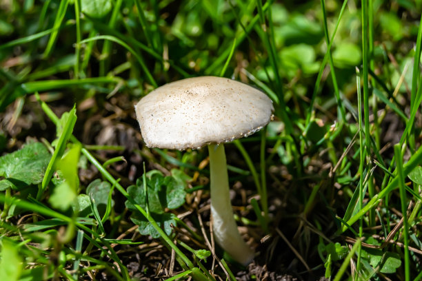 agaric