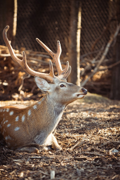 deer